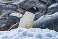 Gentoo Penguin Walking Snow Highway Rookery Damoy Point Antarctica Royalty Free Stock Photo