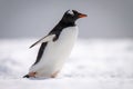 Gentoo penguin walks across snow facing right Royalty Free Stock Photo