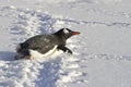 Gentoo penguin who crawls on his belly