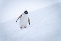 Gentoo penguin wobbles down slope lifting foot Royalty Free Stock Photo