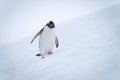 Gentoo penguin wobbles down slope placing foot Royalty Free Stock Photo