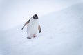 Gentoo penguin wobbles down slope raising foot Royalty Free Stock Photo