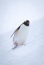 Gentoo penguin wobbles down slope through snow Royalty Free Stock Photo