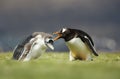 Gentoo penguin yelling at a chick for a poor behavior Royalty Free Stock Photo