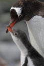 Gentoo penguin young begging for food, Antarctica