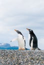 Gentoo penguins Royalty Free Stock Photo