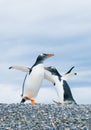 Gentoo penguins Royalty Free Stock Photo