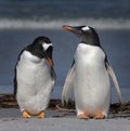 Gentoo Penguins Royalty Free Stock Photo