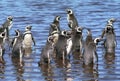 Gentoo penguins