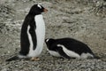 Gentoo penguins