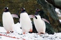 Gentoo Penguins Royalty Free Stock Photo