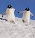 Gentoo Penguins - Antarctica Royalty Free Stock Photo