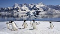 Gentoo Penguins - Antarctica Royalty Free Stock Photo