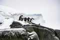 Gentoo Penguins, Antarctica, Travel, Wildlife Royalty Free Stock Photo