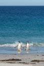 Gentoo Penguins - Bleaker Island - Falkland Islands Royalty Free Stock Photo