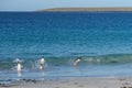 Gentoo Penguins - Bleaker Island - Falkland Islands Royalty Free Stock Photo