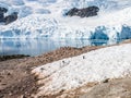 Gentoo penguins and calving glacier in Andvord Bay, Neko Harbour