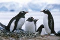 Gentoo penguins and chicks (Pygoscelis papua) at rookery in Paradise Harbor, Antarctica Royalty Free Stock Photo