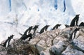 Gentoo penguins and chicks (Pygoscelis papua) at rookery in Paradise Harbor, Antarctica