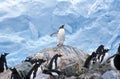 Gentoo penguins and chicks (Pygoscelis papua) at rookery in Paradise Harbor, Antarctica Royalty Free Stock Photo