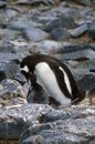 Gentoo penguins and chicks (Pygoscelis papua) at rookery in Paradise Harbor, Antarctica Royalty Free Stock Photo