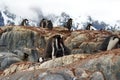 Gentoo penguin colony on a hill, with chicks Royalty Free Stock Photo