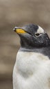 Gentoo Penguins Colony on the Falklands Islands