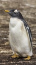 Gentoo Penguins Colony on the Falklands Islands