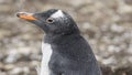 Gentoo Penguins Colony on the Falklands Islands