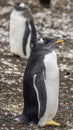 Gentoo Penguins Colony on the Falklands Islands