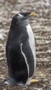 Gentoo Penguins Colony on the Falklands Islands