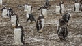 Gentoo Penguins Colony on the Falklands Islands