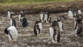 Gentoo Penguins Colony on the Falklands Islands