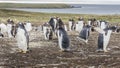 Gentoo Penguins Colony on the Falklands Islands