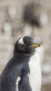 Gentoo Penguins Colony on the Falklands Islands