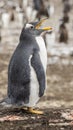 Gentoo Penguins Colony on the Falklands Islands