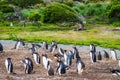 Gentoo Penguin Colony on Martillo Island, Beagle Channel, Ushuaia, Tierra del Fuego, Argentina