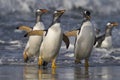 Gentoo Penguins coming ashore in the Falkland Islands Royalty Free Stock Photo