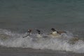 Gentoo Penguins coming ashore - Falkland Islands Royalty Free Stock Photo