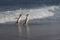 Gentoo Penguins coming ashore on Sea Lion Island Royalty Free Stock Photo
