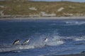 Gentoo Penguins coming ashore on Sea Lion Island Royalty Free Stock Photo