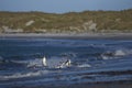 Gentoo Penguins coming ashore on Sea Lion Island Royalty Free Stock Photo