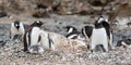 Gentoo penguins with cute fluffy little chicks on Brown Bluff, Antarctica. Royalty Free Stock Photo