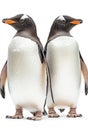 Gentoo Penguins Displaying Elegant Plumage in a Pristine White Backdrop Environment Royalty Free Stock Photo