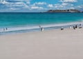 Gentoo penguins enjoying a Falklands Islands beach. Royalty Free Stock Photo