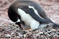 Gentoo penguins feeding a penguin chick at Waterboat Point, Antarctica, Antarctic Peninsula Royalty Free Stock Photo