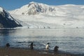 Gentoo Penguins with glacier in the background, Neko harbour,