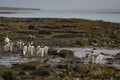 Gentoo Penguins going to sea from Bleaker Island in the Falkland Islands Royalty Free Stock Photo