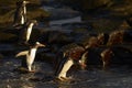 Gentoo Penguins going to sea from Bleaker Island in the Falkland Islands Royalty Free Stock Photo