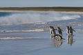 Gentoo Penguins going to sea on Bleaker Island Royalty Free Stock Photo